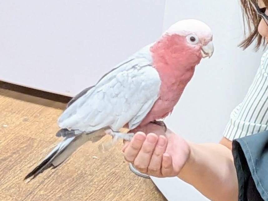 【最新画像】やってきました❣️ピンクの鳥さん💕モモイロインコ(男の子) モモイロインコ