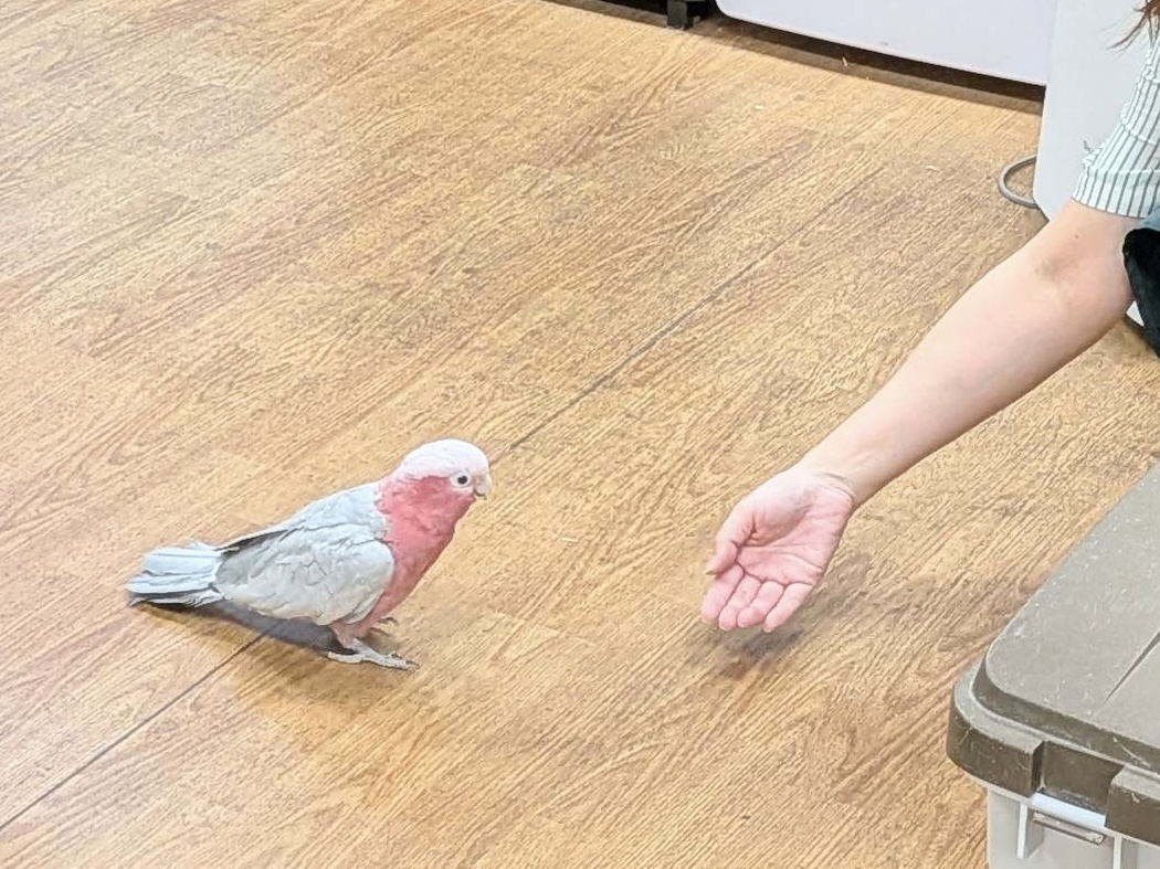 【最新画像】やってきました❣️ピンクの鳥さん💕モモイロインコ(男の子) モモイロインコ