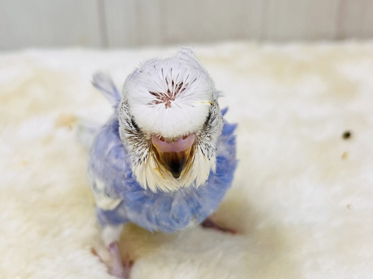華やかなお花を背負ったアイドル🩵羽衣セキセイインコ(ブルースパングル) 羽衣セキセイインコ
