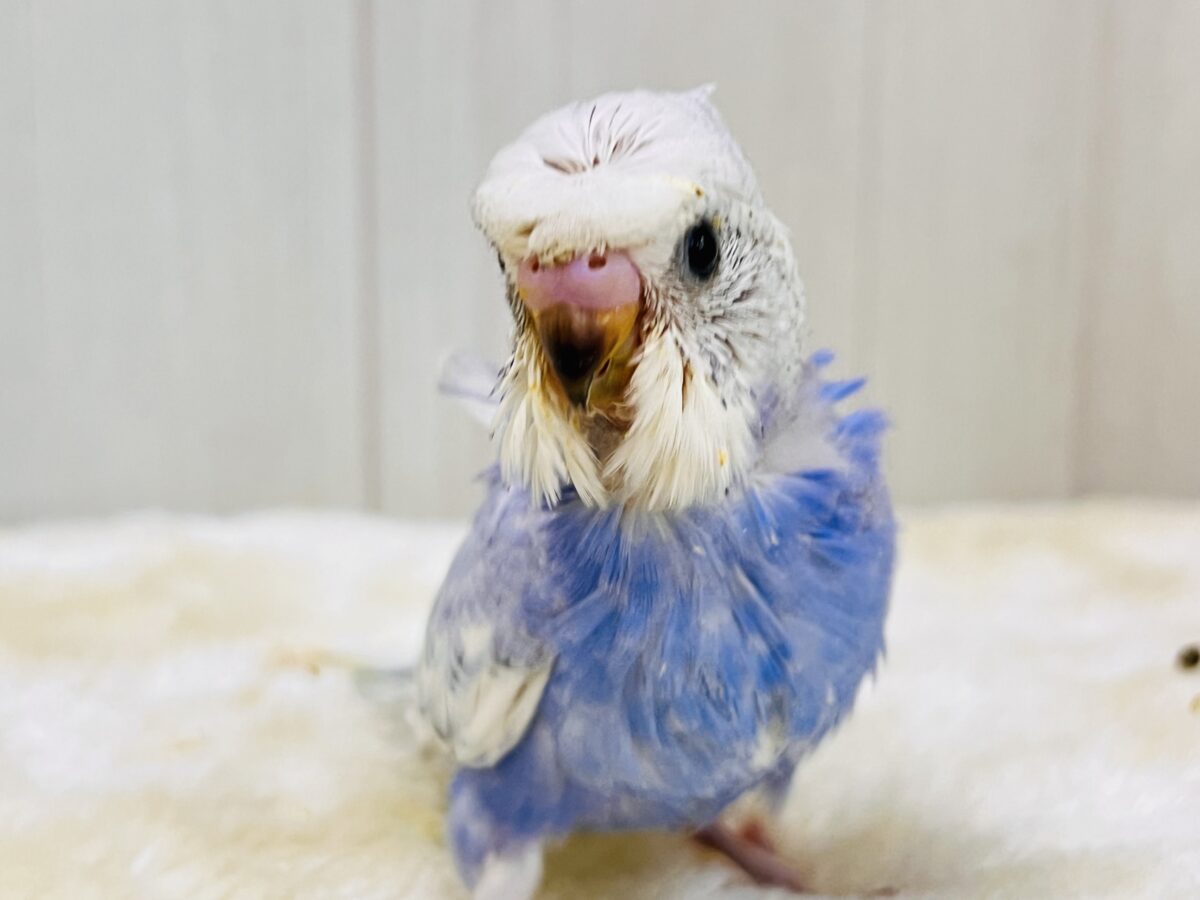 華やかなお花を背負ったアイドル🩵羽衣セキセイインコ(ブルースパングル) 羽衣セキセイインコ