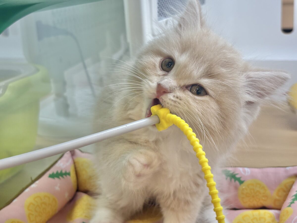 超ホヤホヤ最新画像✨お願い〜ボクからなでて〜♥ラガマフィンくん! ラガマフィン
