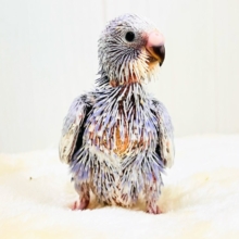 珍しい色💜ジタバタ🎶step👣セキセイインコ（バイオレットスパングル）