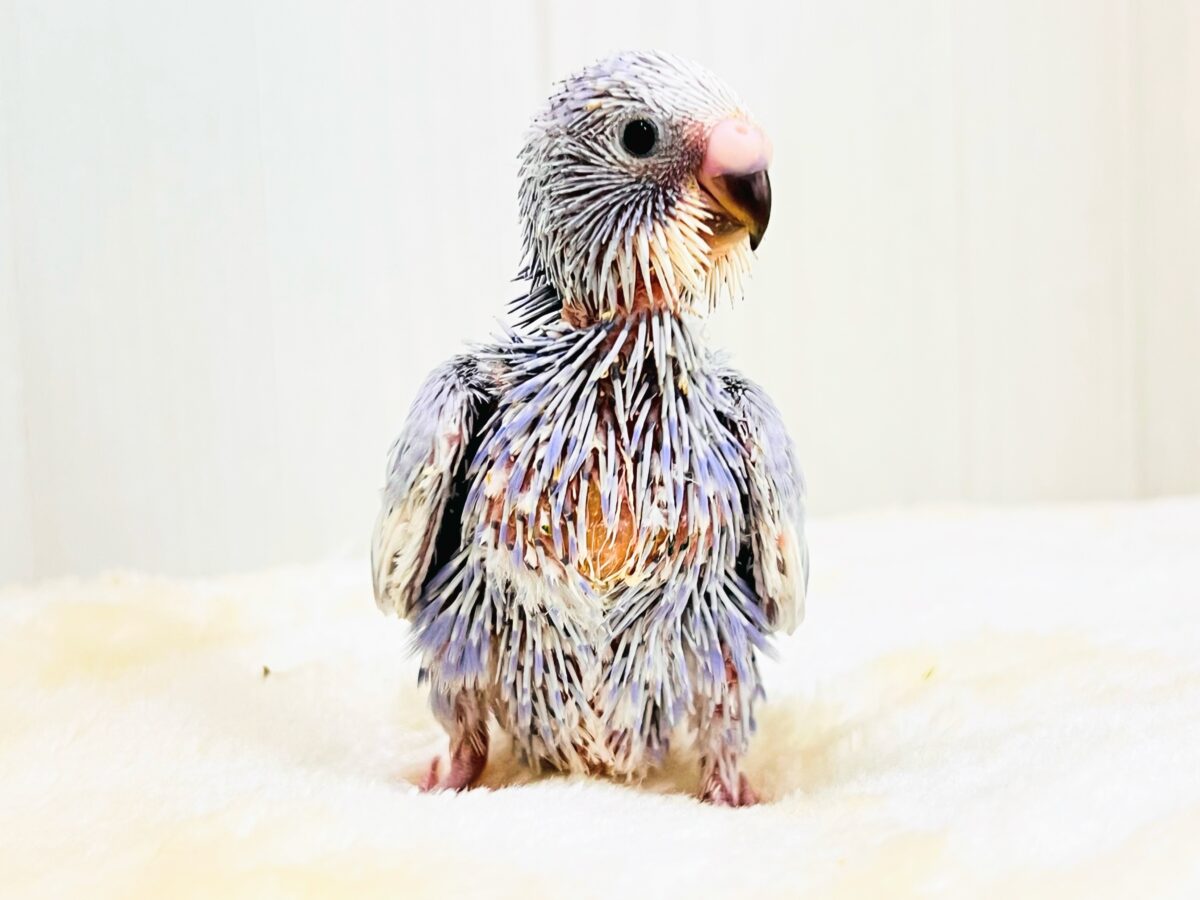 珍しい色💜ジタバタ🎶step👣セキセイインコ（バイオレットスパングル）