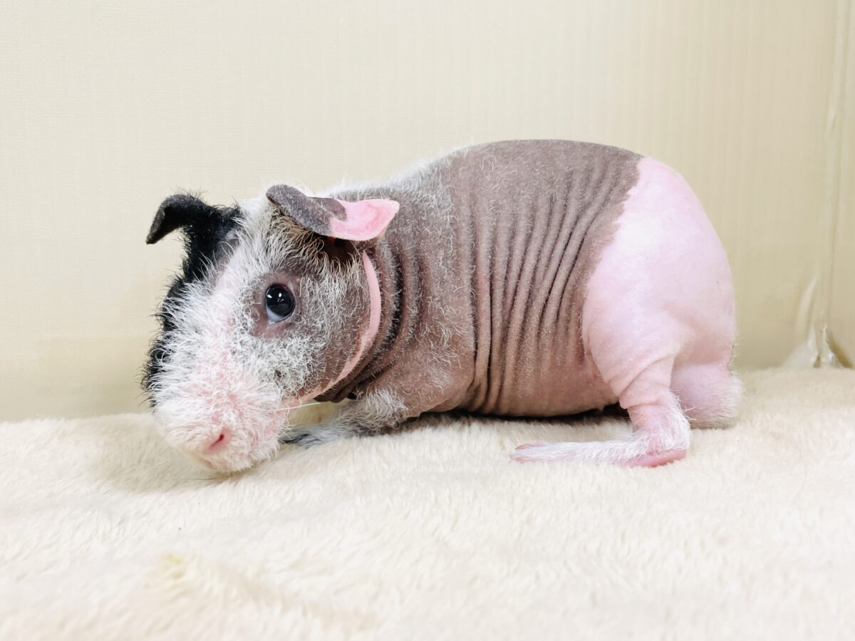 つるつる もちもち💕スキニーギニアピッグ(男の子) スキニーギニアピッグ