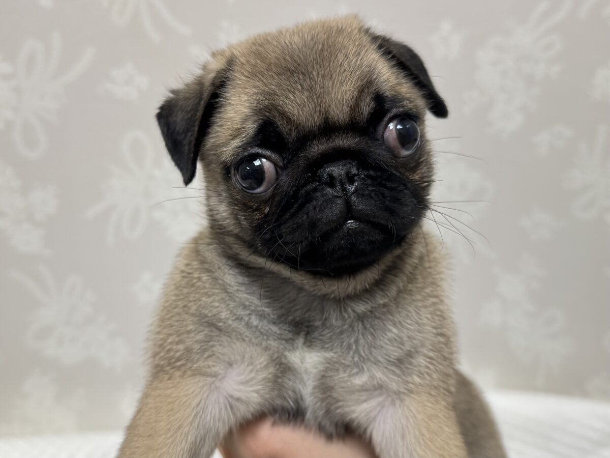 虜になること間違いなし🥺⭐️パグの女の子🐶 パグ