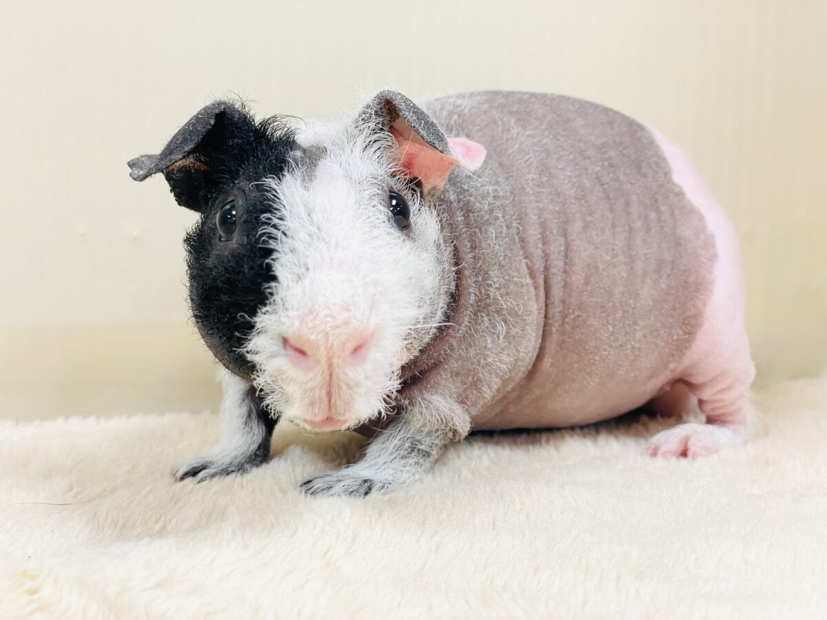 つるつる もちもち💕スキニーギニアピッグ(男の子) スキニーギニアピッグ
