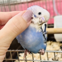 画像更新🌟真っ青〜💙目を引く濃いブルー！セキセイインコ（ブルーオパーリン ）