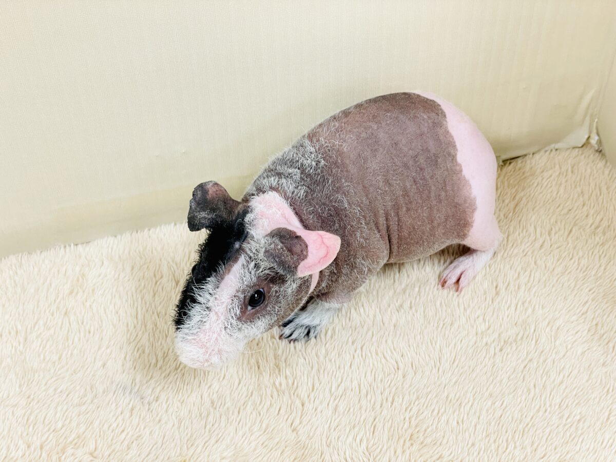 つるつる もちもち💕スキニーギニアピッグ(男の子) スキニーギニアピッグ