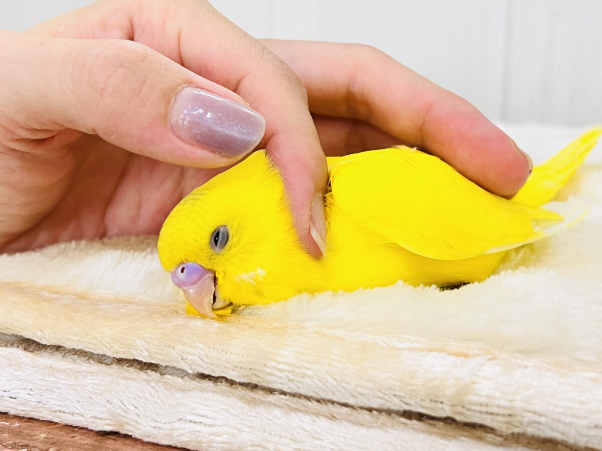 セキセイインコ