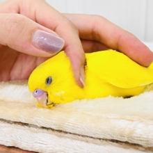 画像更新☆カキカキで寝かしつけ💤💛隠しもの探し🪎お楽しみカラーのセキセイインコ💚