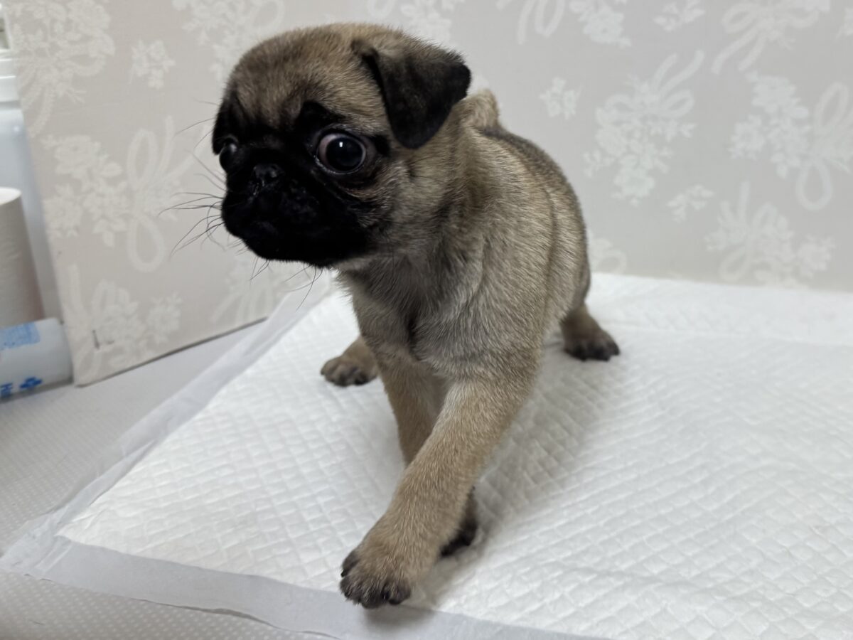 虜になること間違いなし🥺⭐️パグの女の子🐶 パグ