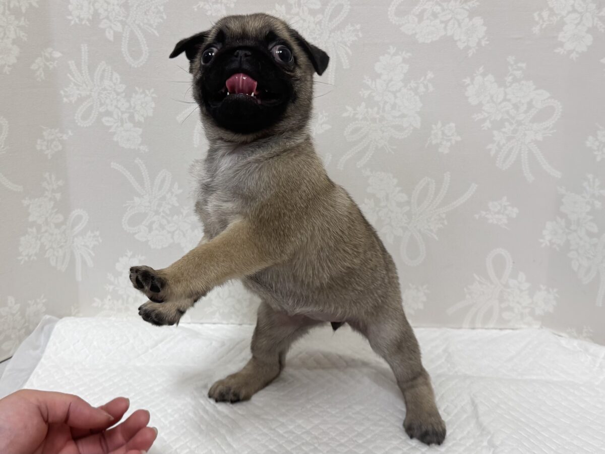 虜になること間違いなし🥺⭐️パグの女の子🐶 パグ
