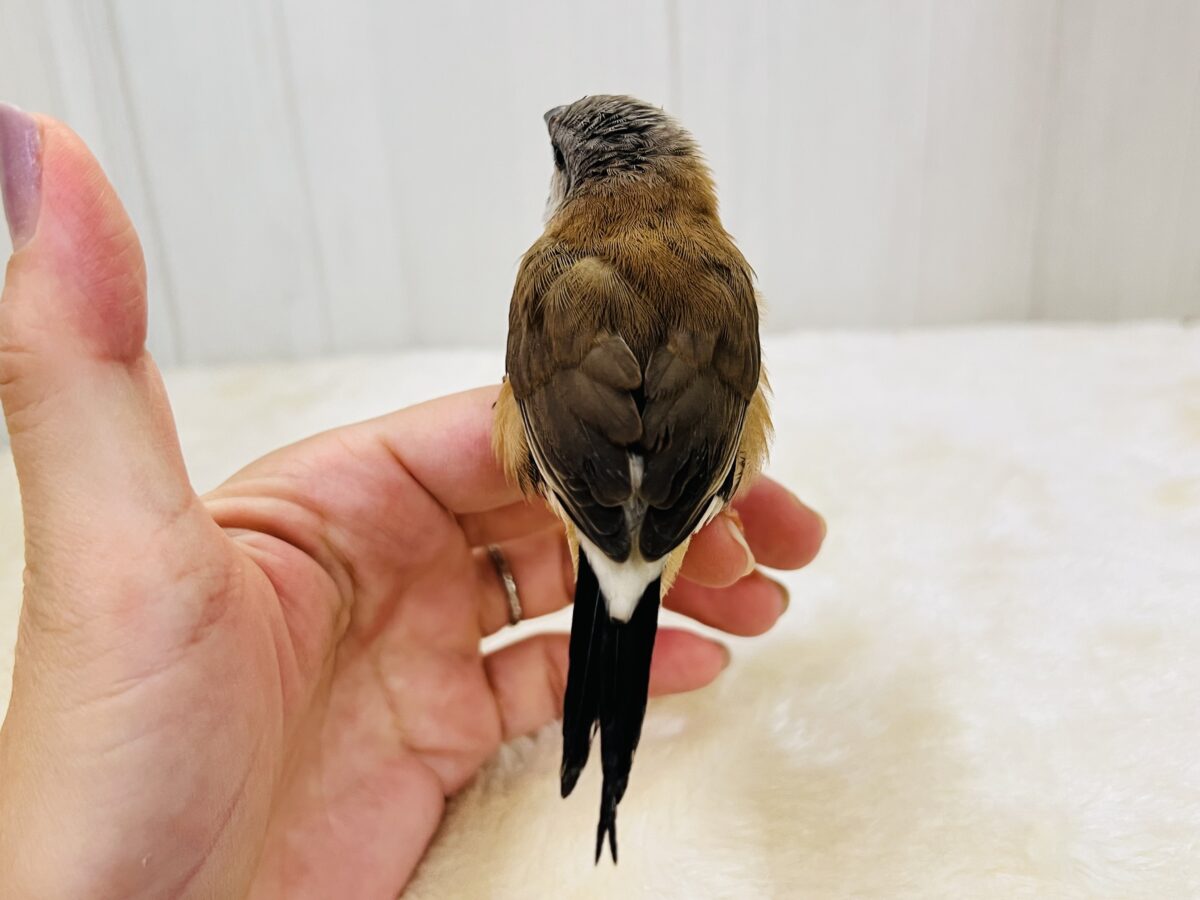 シュバシキンセイチョウ