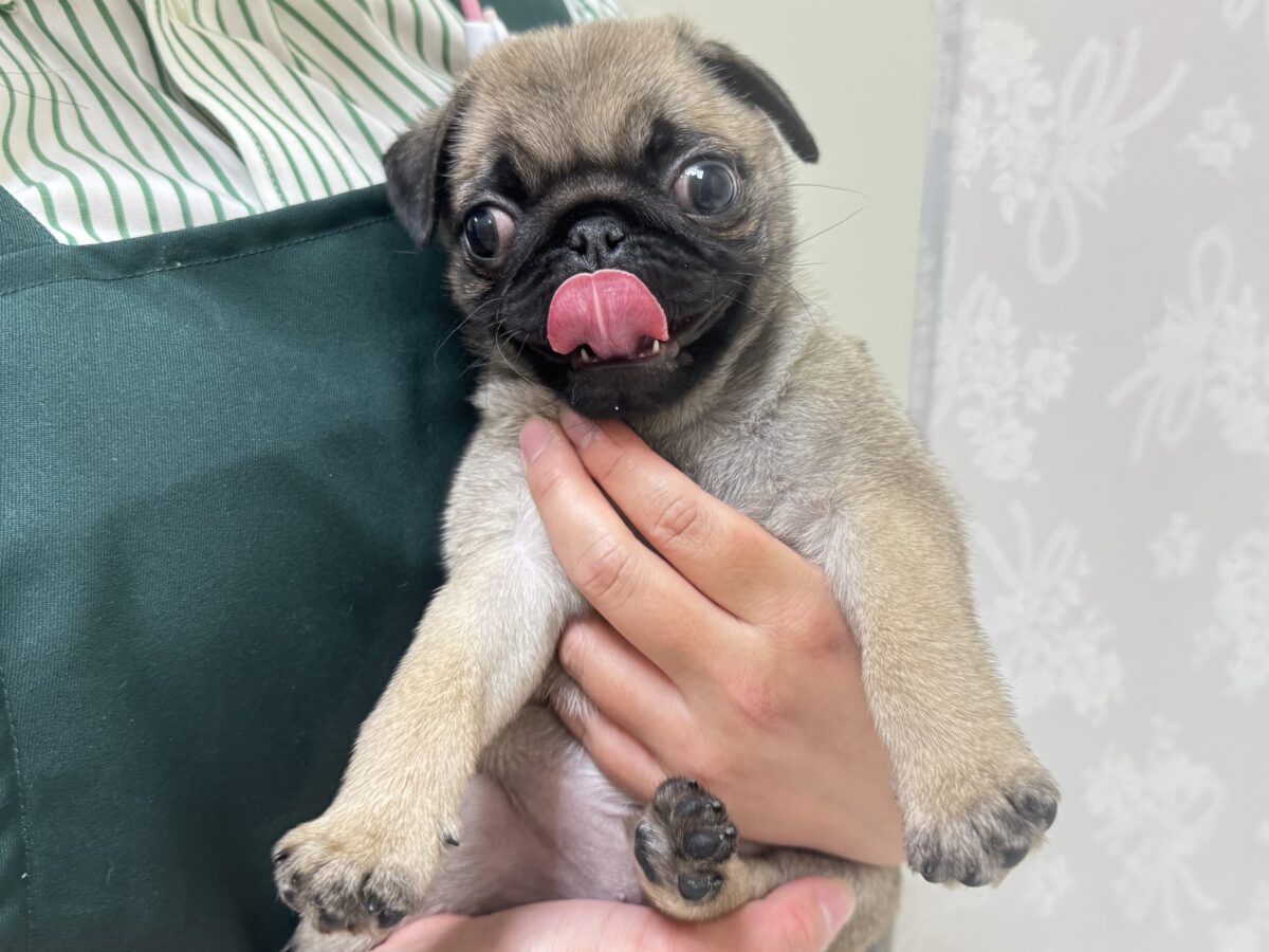 虜になること間違いなし🥺⭐️パグの女の子🐶 パグ
