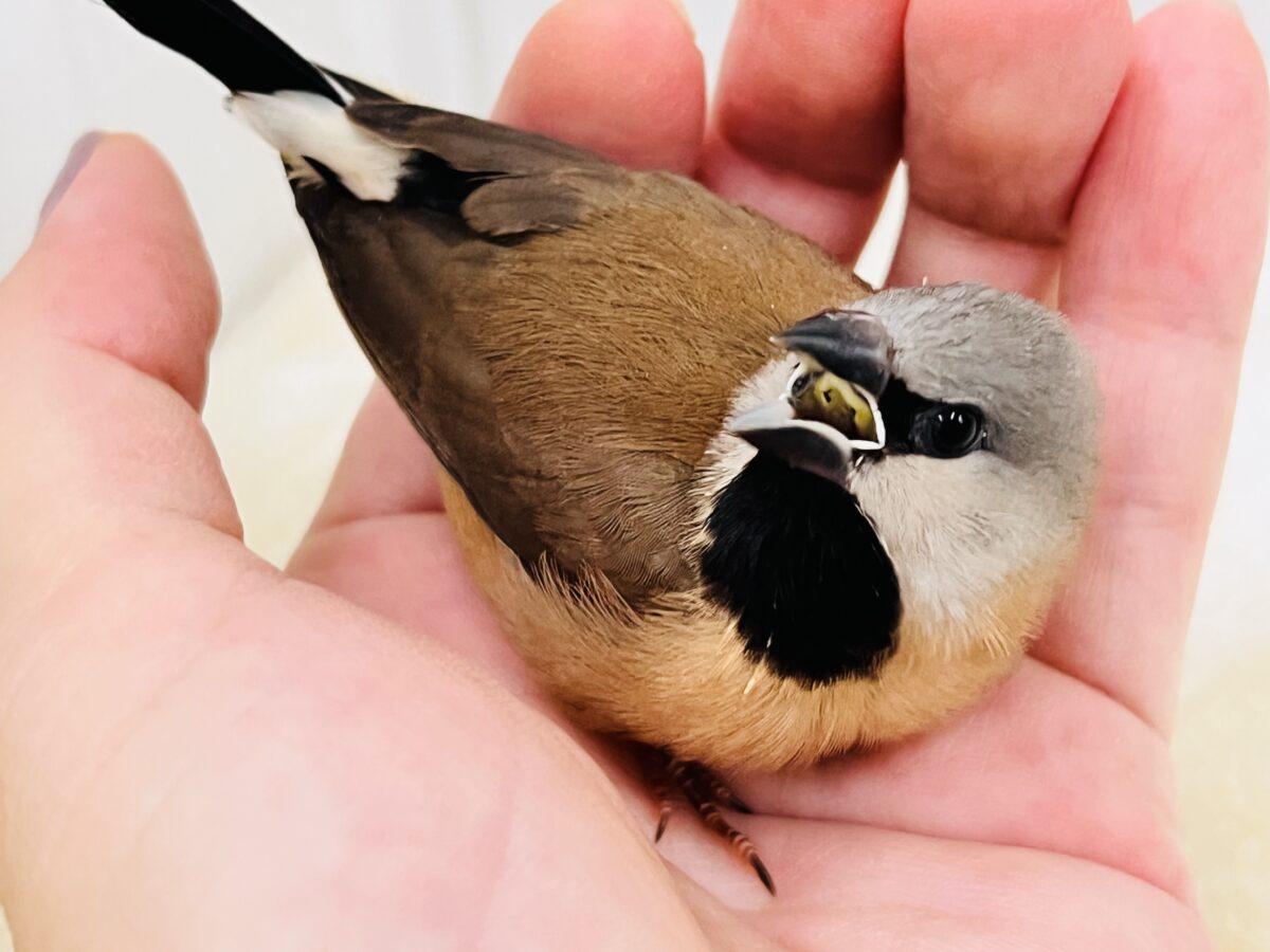 シュバシキンセイチョウ