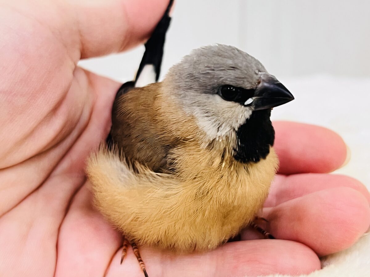 シュバシキンセイチョウ