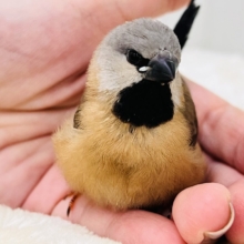 真っ黒スタイで甘えん坊🐣🩷シュバシキンセキチョウがやってきた！
