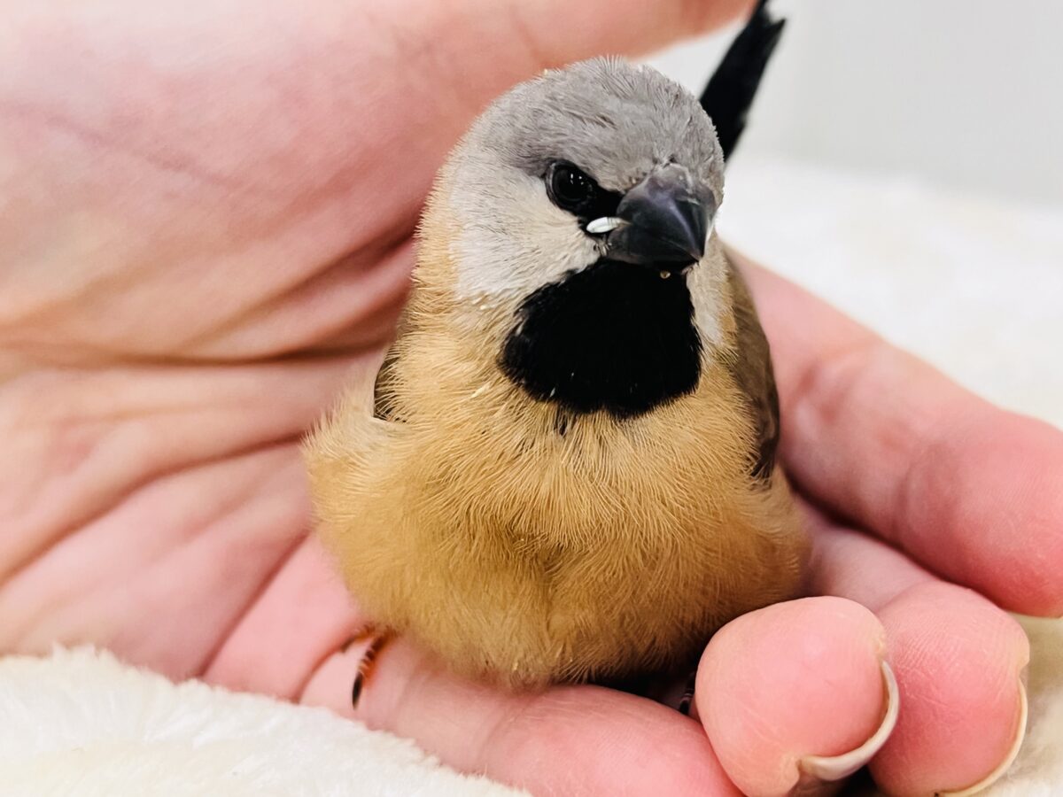 真っ黒スタイで甘えん坊🐣🩷シュバシキンセキチョウがやってきた！