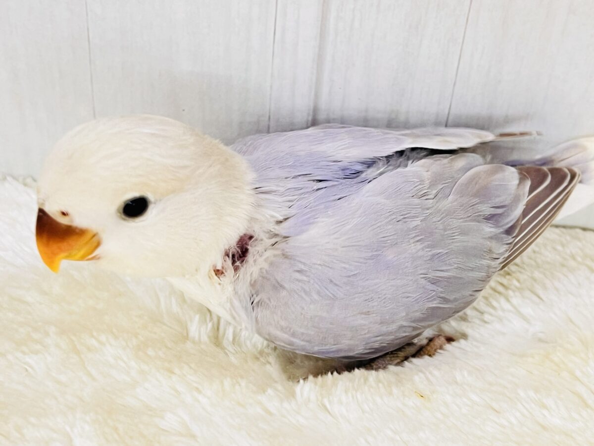 画像更新☆お上品なラベンダーグレー🪻🩶気品溢れる小桜インコの雛が入舎しましたよ☆ コザクラインコ(小桜インコ)