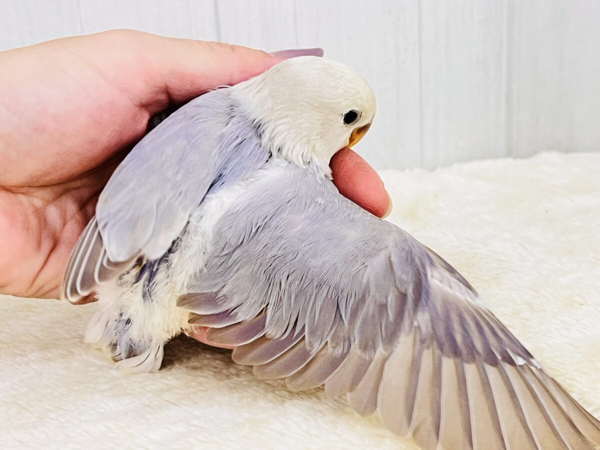 画像更新☆お上品なラベンダーグレー🪻🩶気品溢れる小桜インコの雛が入舎しましたよ☆ コザクラインコ(小桜インコ)