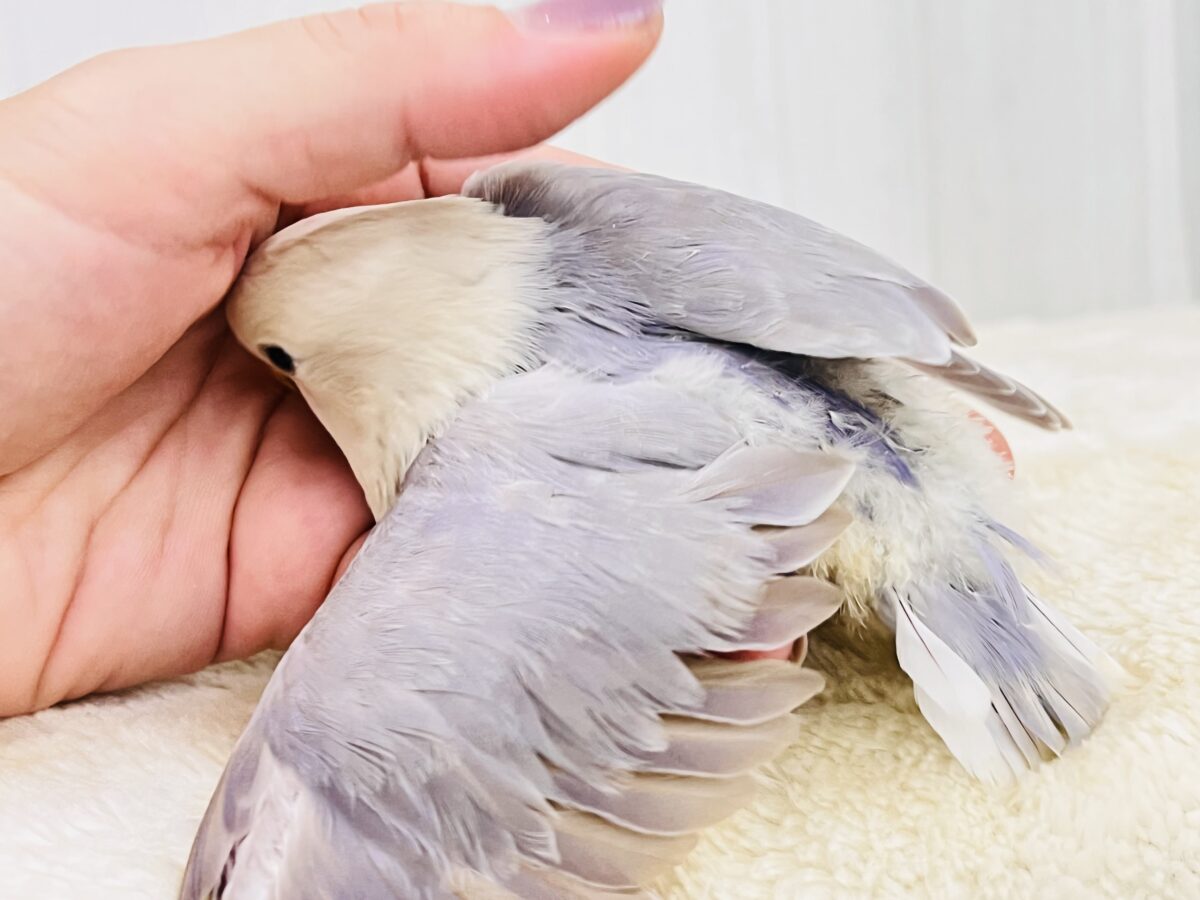 画像更新☆お上品なラベンダーグレー🪻🩶気品溢れる小桜インコの雛が入舎しましたよ☆ コザクラインコ(小桜インコ)