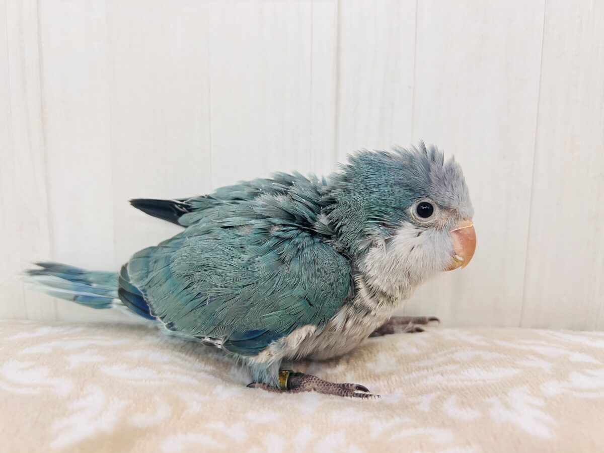 オキナインコ