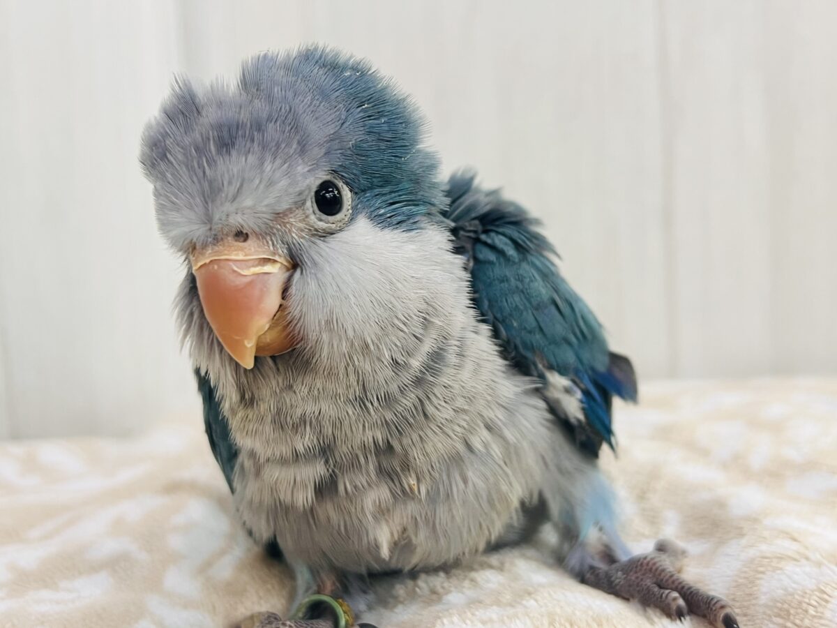 ウケケッ🎶寝癖爆発⁉️💥オキナインコ(ブルー)の雛が入舎しました💙 オキナインコ