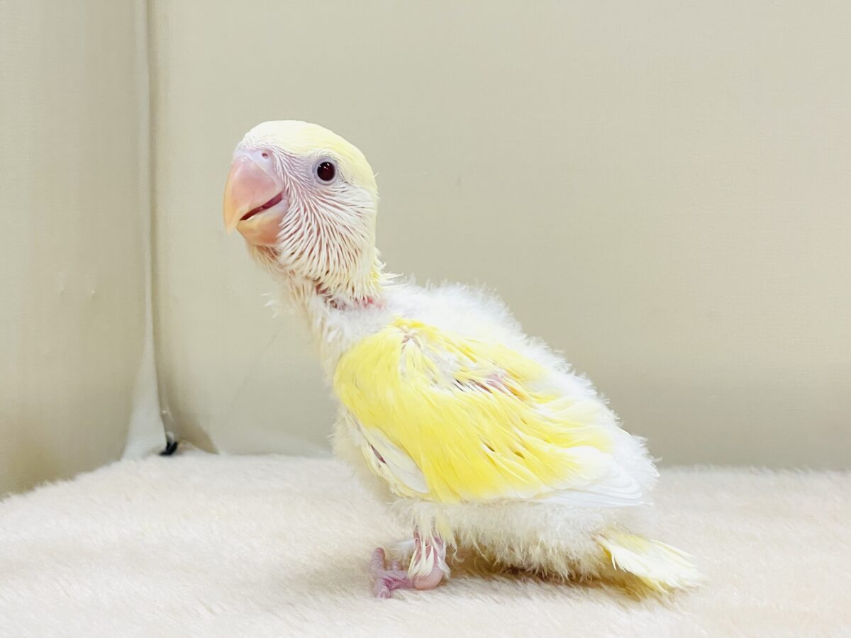 【最新画像】ふんわりたまごちゃん🍳✨コザクラインコ(クリームルチノー)ヒナ コザクラインコ(小桜インコ)