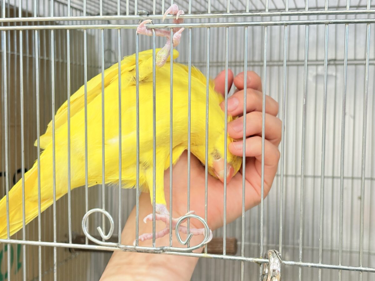 【最新画像更新🪄ひとり餌になりました☆】千葉店初🌟みんなをメロメロにさせちゃうゾ🐥🪇ワカケホンセイインコ(ルチノー) ヒナ ワカケホンセイインコ(月の輪インコ)