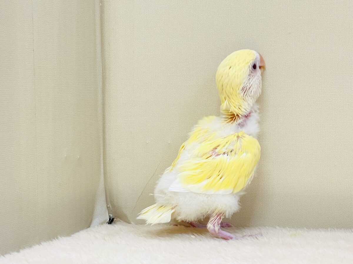 【最新画像】ふんわりたまごちゃん🍳✨コザクラインコ(クリームルチノー)ヒナ コザクラインコ(小桜インコ)