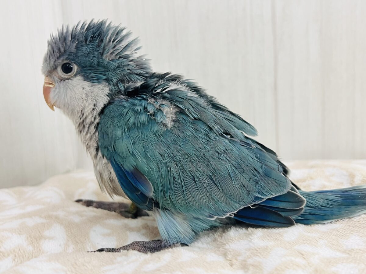 オキナインコ