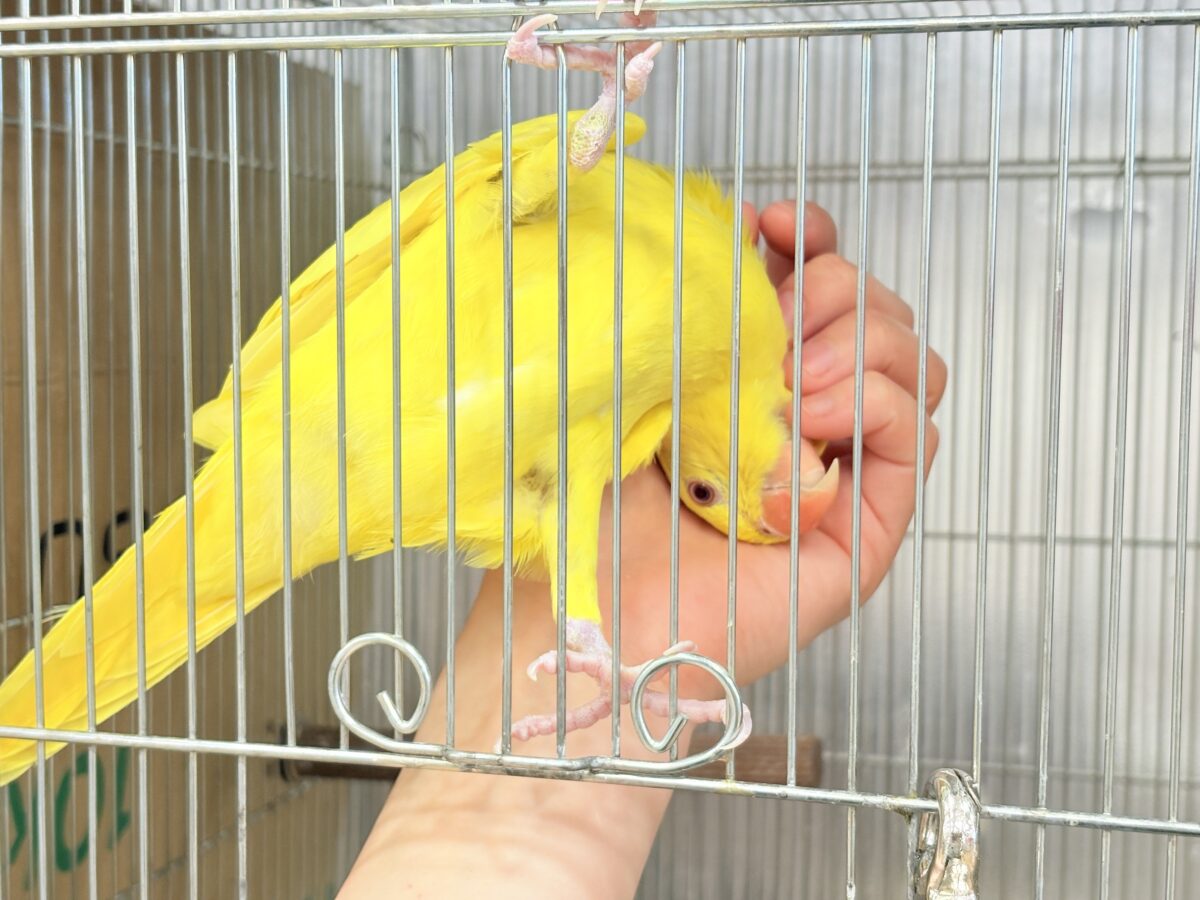 ワカケホンセイインコ（月の輪インコ）