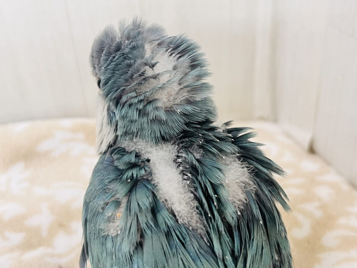 ウケケッ🎶寝癖爆発⁉️💥オキナインコ(ブルー)の雛が入舎しました💙 オキナインコ