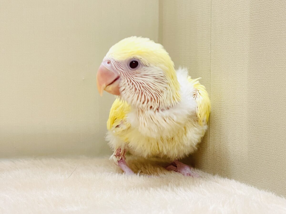 【最新画像】ふんわりたまごちゃん🍳✨コザクラインコ(クリームルチノー)ヒナ コザクラインコ(小桜インコ)