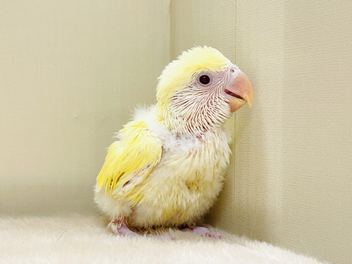 【最新画像】ふんわりたまごちゃん🍳✨コザクラインコ(クリームルチノー)ヒナ コザクラインコ(小桜インコ)