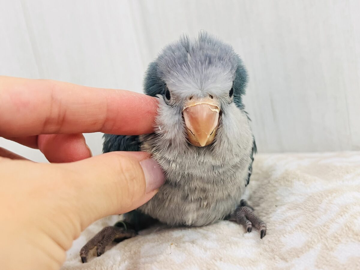 オキナインコ