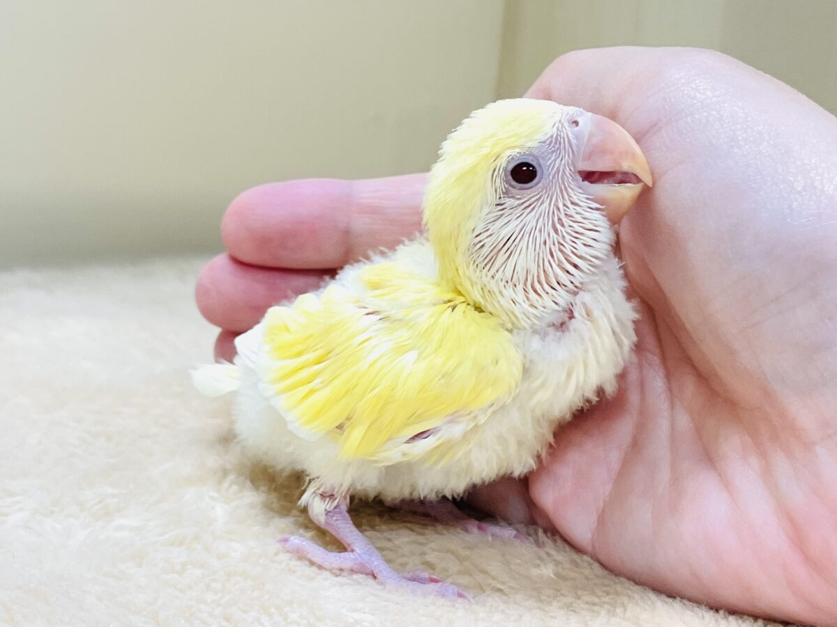 【最新画像】ふんわりたまごちゃん🍳✨コザクラインコ(クリームルチノー)ヒナ コザクラインコ(小桜インコ)
