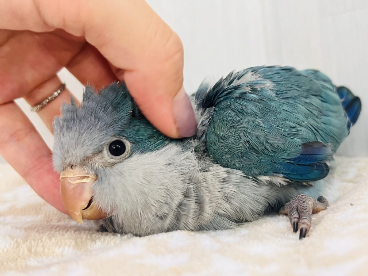 ウケケッ🎶寝癖爆発⁉️💥オキナインコ(ブルー)の雛が入舎しました💙 オキナインコ