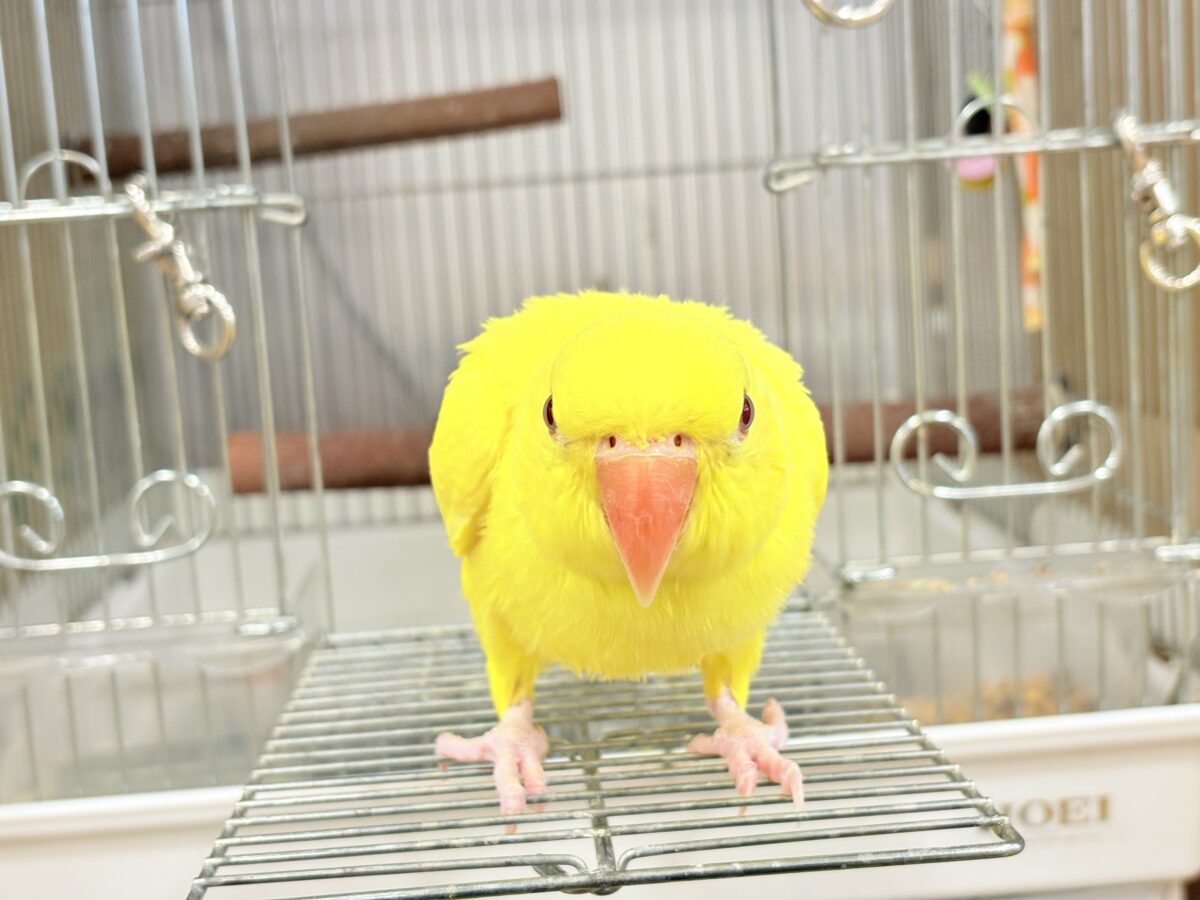 ワカケホンセイインコ（月の輪インコ）