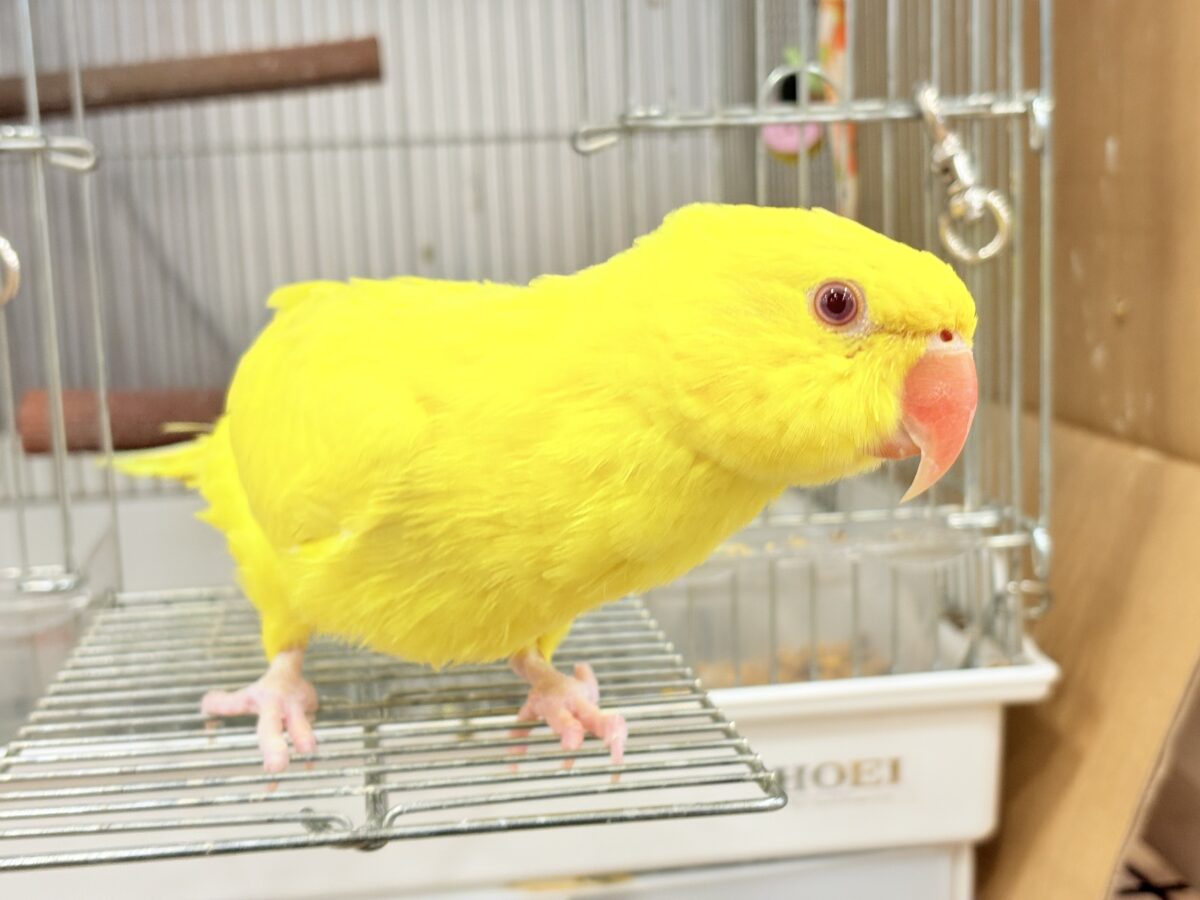 【最新画像更新🪄ひとり餌になりました☆】千葉店初🌟みんなをメロメロにさせちゃうゾ🐥🪇ワカケホンセイインコ(ルチノー) ヒナ ワカケホンセイインコ(月の輪インコ)