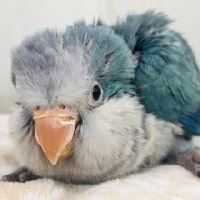 ｳｹｹｯ🎶寝癖爆発⁉️💥オキナインコ（ブルー）の雛が入舎しました💙