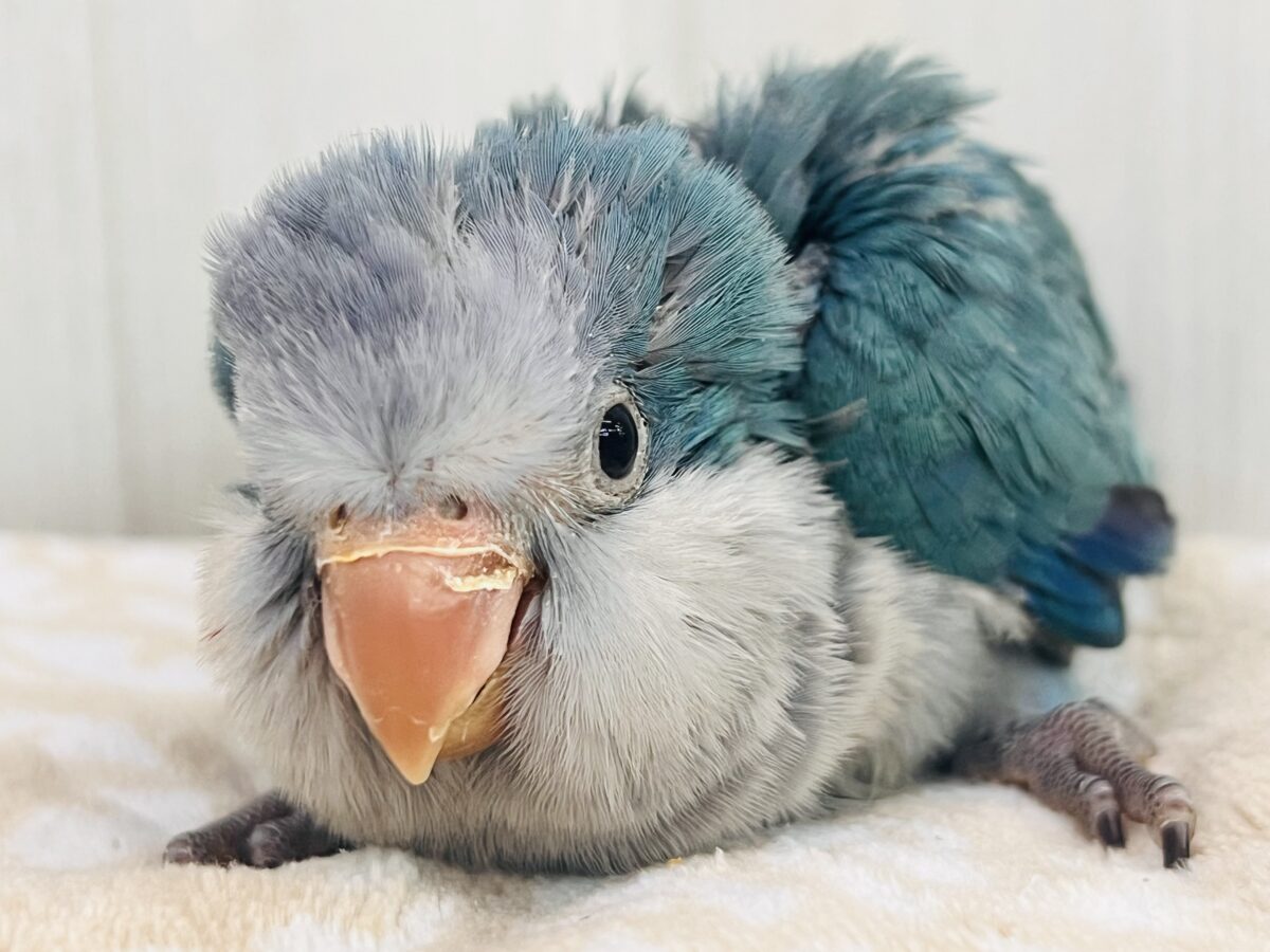 ｳｹｹｯ🎶寝癖爆発⁉️💥オキナインコ（ブルー）の雛が入舎しました💙