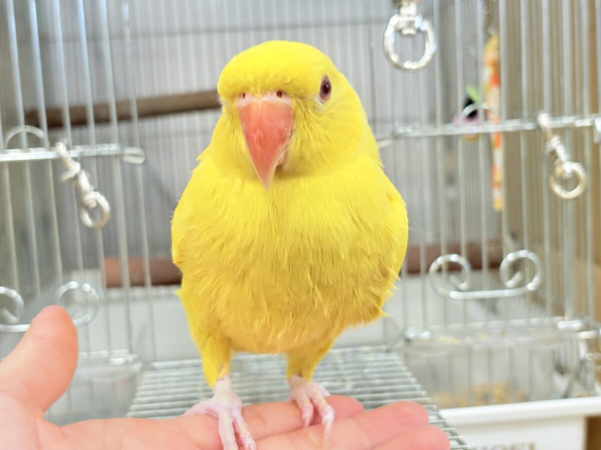 【最新画像更新🪄ひとり餌になりました☆】千葉店初🌟みんなをメロメロにさせちゃうゾ🐥🪇ワカケホンセイインコ(ルチノー) ヒナ ワカケホンセイインコ(月の輪インコ)