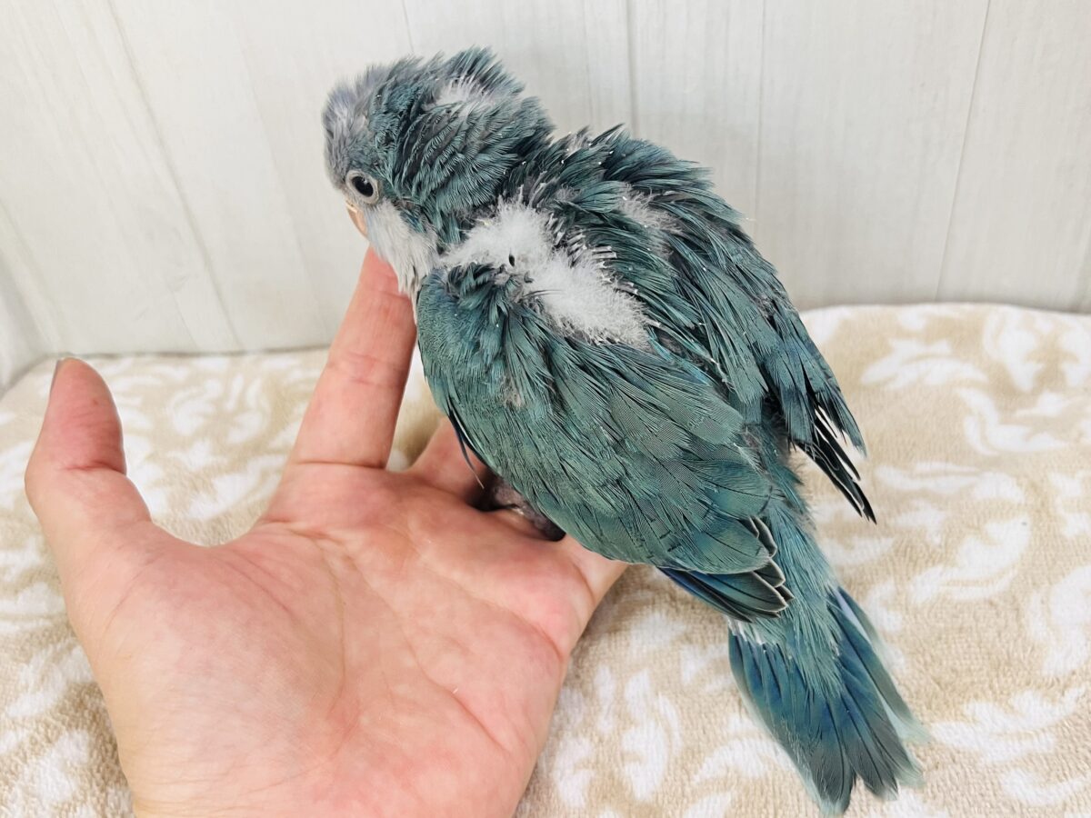 ウケケッ🎶寝癖爆発⁉️💥オキナインコ(ブルー)の雛が入舎しました💙 オキナインコ