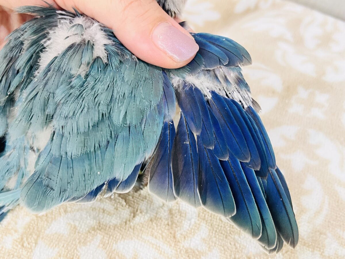 ウケケッ🎶寝癖爆発⁉️💥オキナインコ(ブルー)の雛が入舎しました💙 オキナインコ