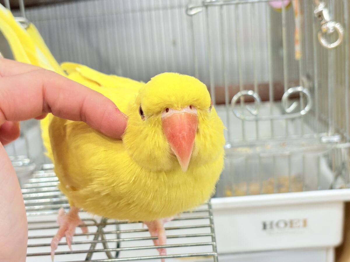 ワカケホンセイインコ（月の輪インコ）