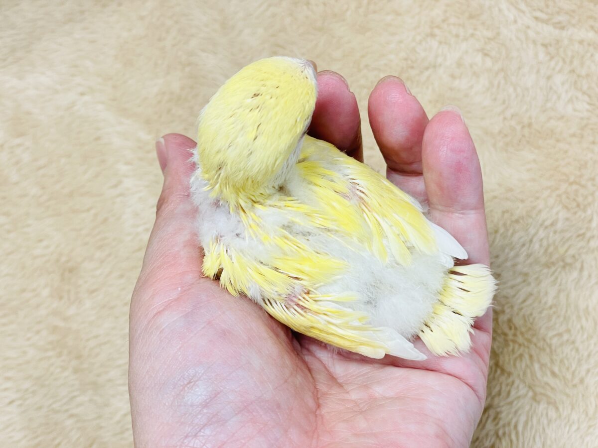 【最新画像】ふんわりたまごちゃん🍳✨コザクラインコ(クリームルチノー)ヒナ コザクラインコ(小桜インコ)