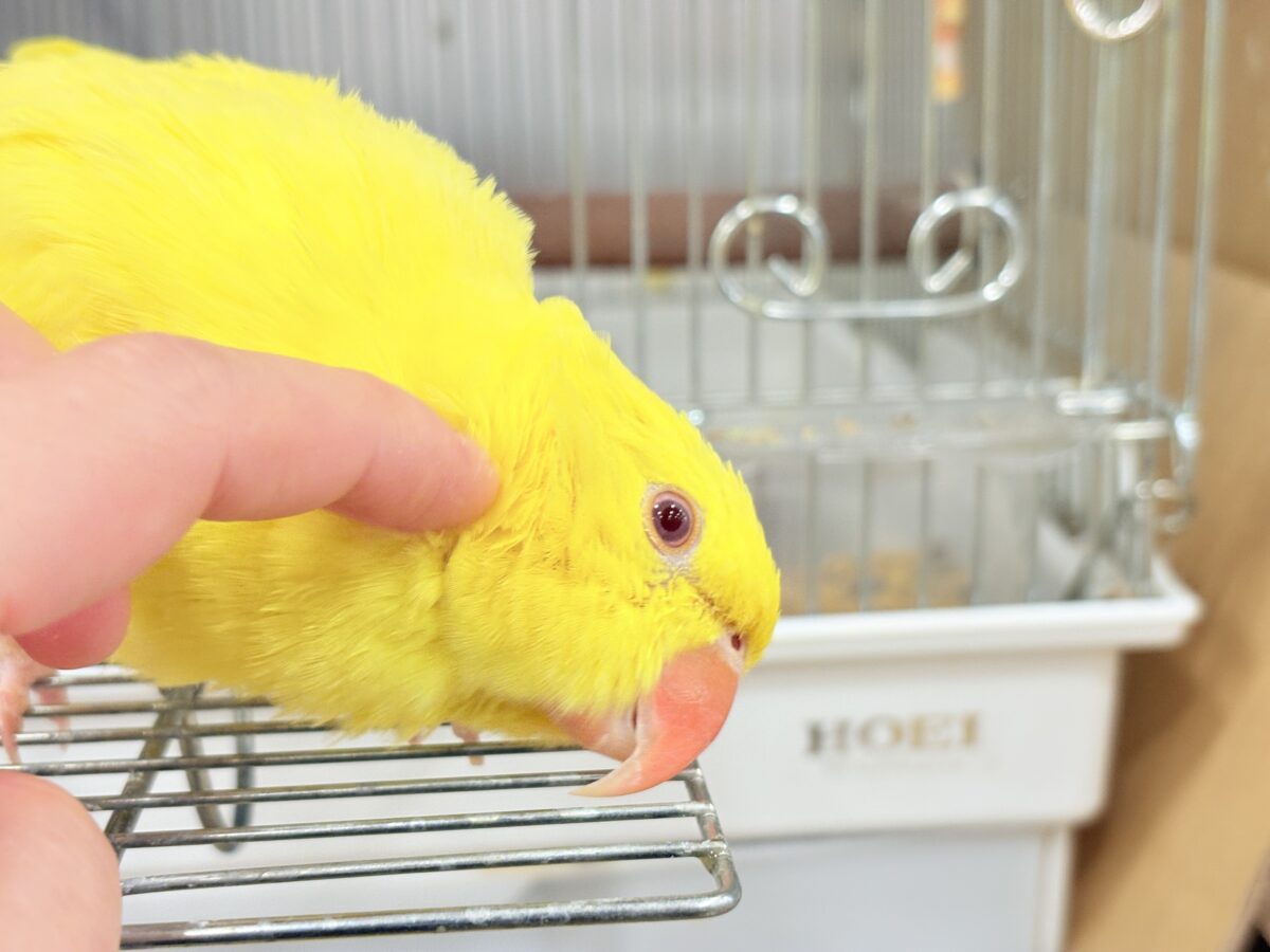 【最新画像更新🪄ひとり餌になりました☆】千葉店初🌟みんなをメロメロにさせちゃうゾ🐥🪇ワカケホンセイインコ(ルチノー) ヒナ ワカケホンセイインコ(月の輪インコ)