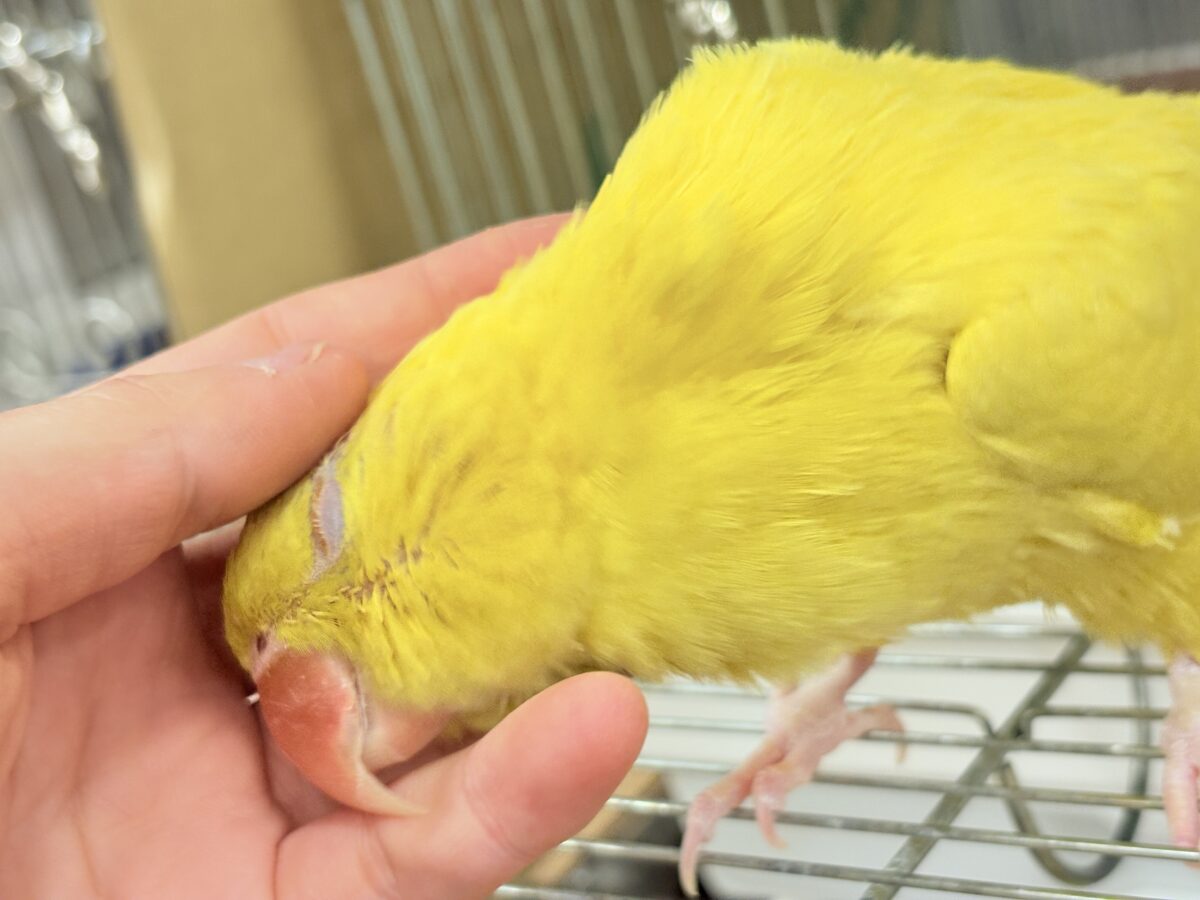 【最新画像更新🪄ひとり餌になりました☆】千葉店初🌟みんなをメロメロにさせちゃうゾ🐥🪇ワカケホンセイインコ(ルチノー) ヒナ ワカケホンセイインコ(月の輪インコ)