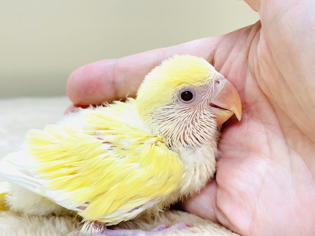 【最新画像】ふんわりたまごちゃん🍳✨コザクラインコ(クリームルチノー)ヒナ コザクラインコ(小桜インコ)